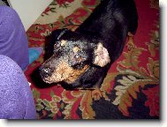 Chinese Crested Dog