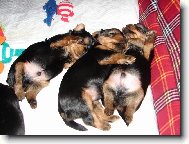 Jork��rsk� terier, Yorkshire Terrier,