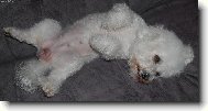 Bichon � poil fris�, Bichon Frise