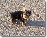 Jork��rsk� terier, Yorkshire Terrier,