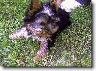 Jork��rsk� terier, Yorkshire Terrier,