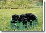 Schnauzer