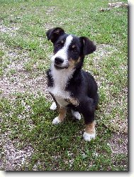 Chinese Crested Dog