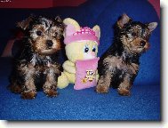Jork��rsk� terier, Yorkshire Terrier,
