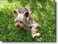 Jork��rsk� terier, Yorkshire Terrier,