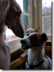Chinese Crested Dog