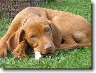 R�vidsz�r� Magyar Vizsla, Hungarian Short-haired Pointing Dog