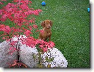R�vidsz�r� Magyar Vizsla, Hungarian Short-haired Pointing Dog