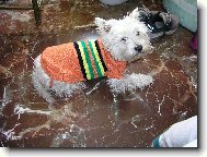 West Highland White Terrier