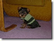 Chinese Crested Dog