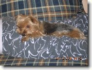 Jork��rsk� terier, Yorkshire Terrier,