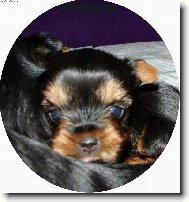 Jork��rsk� terier, Yorkshire Terrier,