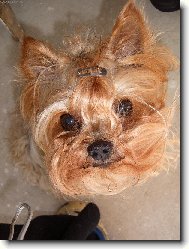 Jork��rsk� terier, Yorkshire Terrier,