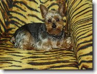 Jork��rsk� terier, Yorkshire Terrier,