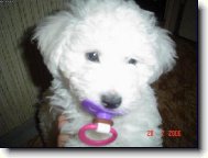 Bichon � poil fris�, Bichon Frise