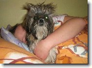 �icu, Shih-Tzu