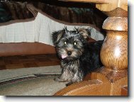 Jork��rsk� terier, Yorkshire Terrier,