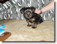 Jork��rsk� terier, Yorkshire Terrier,
