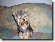 Jork��rsk� terier, Yorkshire Terrier,