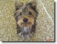 Jork��rsk� terier, Yorkshire Terrier,