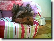 Jork��rsk� terier, Yorkshire Terrier,