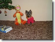 Chinese Crested Dog