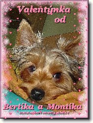 Jork��rsk� terier, Yorkshire Terrier,
