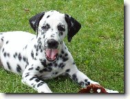 Dalmatinac, Dalmatian