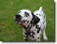 Dalmatinac, Dalmatian