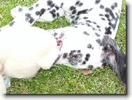 Dalmatinac, Dalmatian