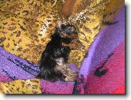 Chinese Crested Dog