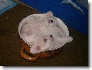 Bichon � poil fris�, Bichon Frise
