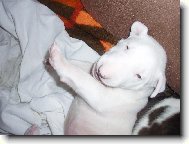 Bull Terrier