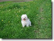 Bichon � poil fris�, Bichon Frise