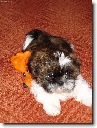 �icu, Shih-Tzu