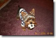 Chinese Crested Dog
