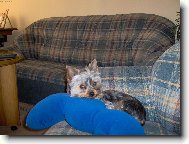 Jork��rsk� terier, Yorkshire Terrier,