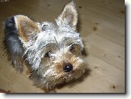 Jork��rsk� terier, Yorkshire Terrier,