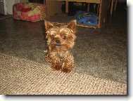 Jork��rsk� terier, Yorkshire Terrier,