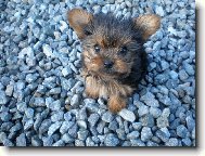 Jork��rsk� terier, Yorkshire Terrier,