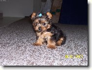 Jork��rsk� terier, Yorkshire Terrier,