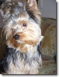 Jork��rsk� terier, Yorkshire Terrier,