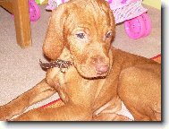 R�vidsz�r� Magyar Vizsla, Hungarian Short-haired Pointing Dog