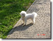 Bichon � poil fris�, Bichon Frise