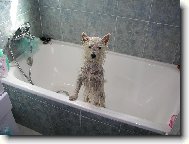 West Highland White Terrier