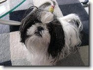 Chinese Crested Dog