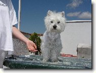 West Highland White Terrier