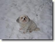 Bichon � poil fris�, Bichon Frise