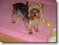Chinese Crested Dog