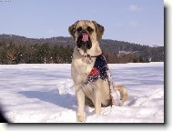 English Mastiff